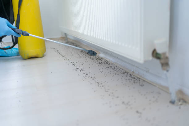 Best Pest Prevention Services  in Bethany, IL